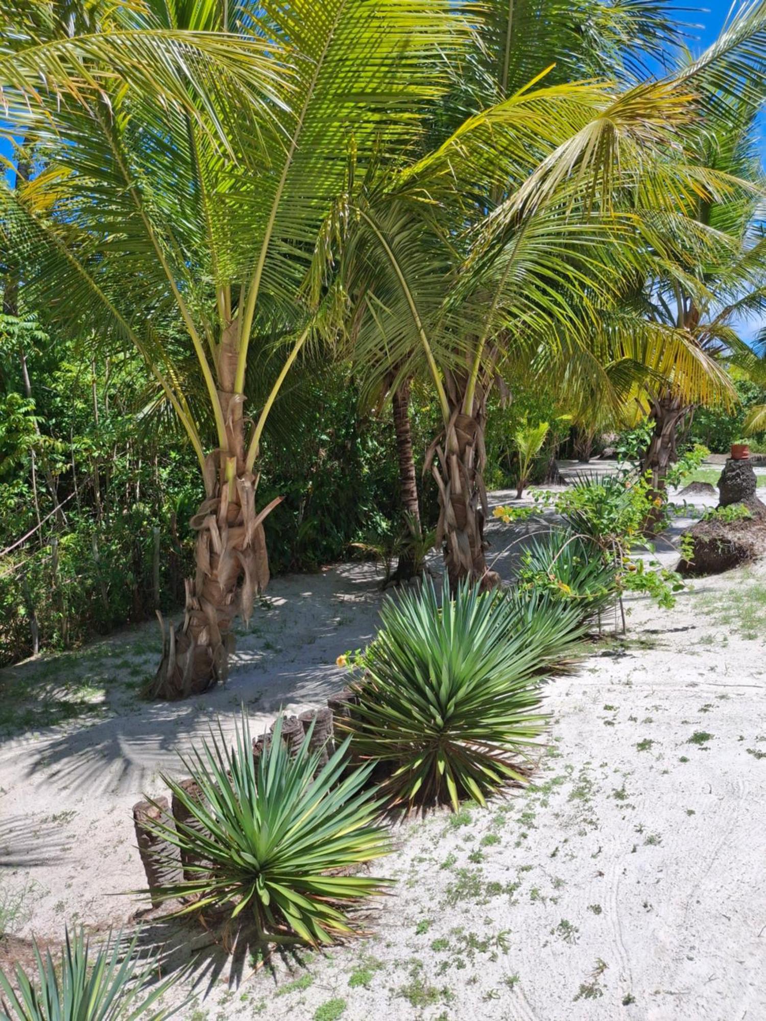 Recanto Verde - Praia De Santo Antonio ديوغو المظهر الخارجي الصورة